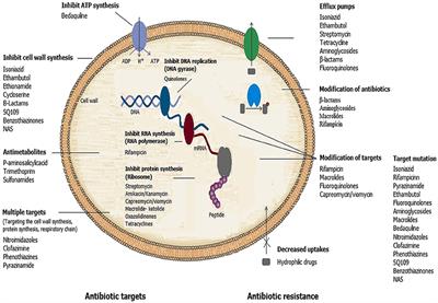 mechanisms resistance action drug antimicrobial mycobacteria which drugs acquired microbiology intrinsic resistant frontiersin